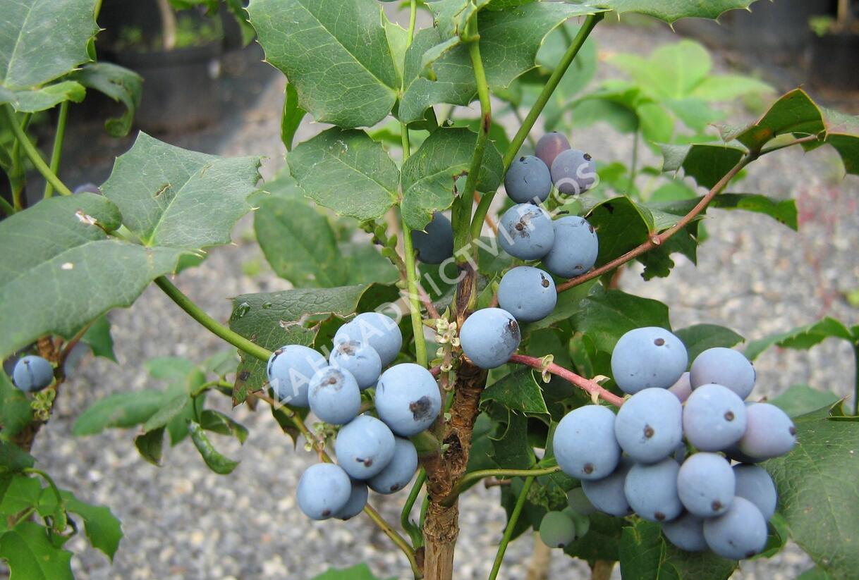 Mahonie cesmínolistá - Mahonia aquifolium