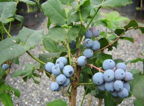 Mahonie cesmínolistá - Mahonia aquifolium