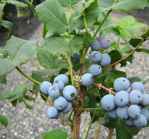 Mahonie cesmínolistá - Mahonia aquifolium