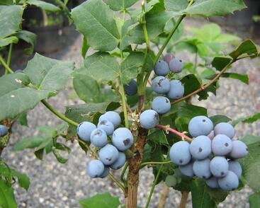 Mahonie cesmínolistá