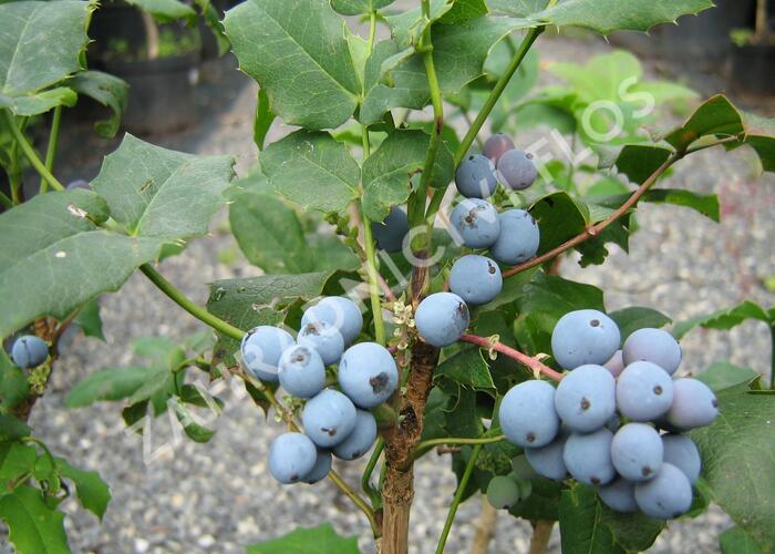 Mahonie cesmínolistá - Mahonia aquifolium