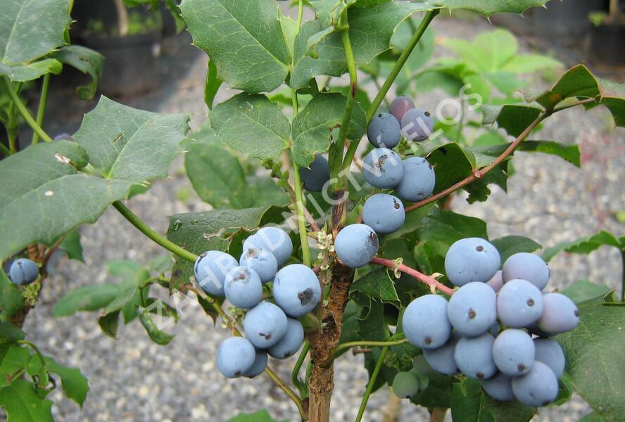 Mahonie cesmínolistá - Mahonia aquifolium