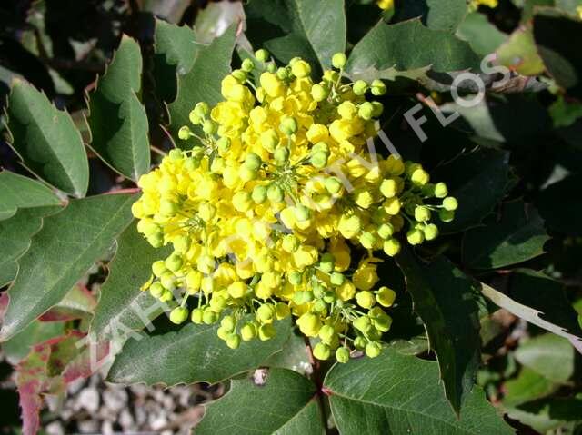 Mahonie cesmínolistá - Mahonia aquifolium