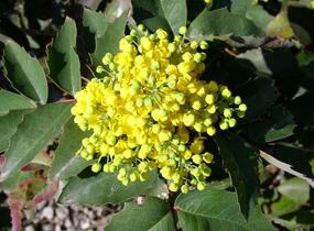 Mahonie cesmínolistá - Mahonia aquifolium