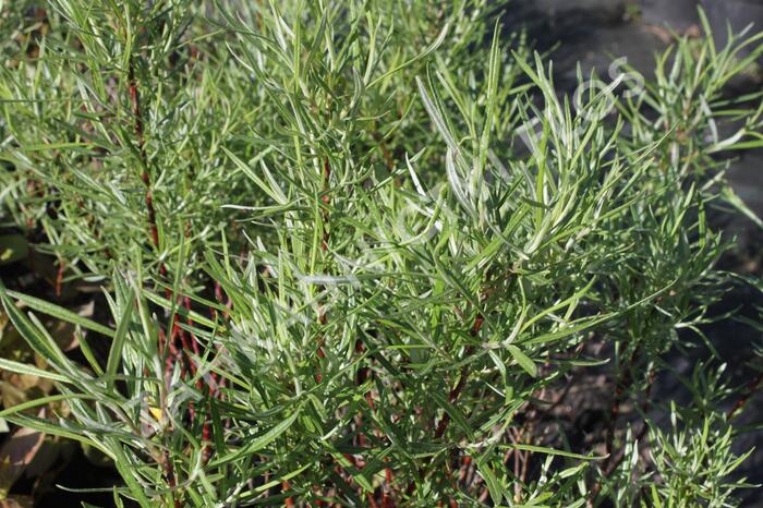 Vrba šedá 'Angustifolia' - Salix elaeagnos 'Angustifolia'