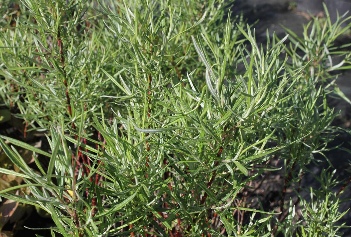 Vrba šedá 'Angustifolia' - Salix elaeagnos 'Angustifolia'
