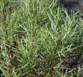 Vrba šedá 'Angustifolia' - Salix elaeagnos 'Angustifolia'