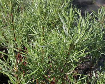 Vrba šedá 'Angustifolia'