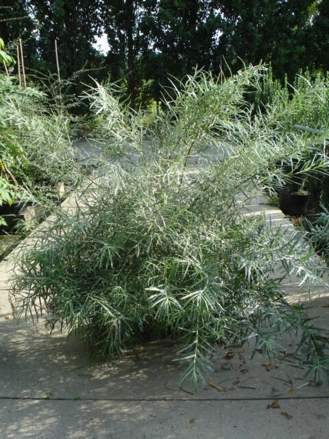 Vrba šedá 'Angustifolia' - Salix elaeagnos 'Angustifolia'