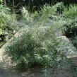Vrba šedá 'Angustifolia' - Salix elaeagnos 'Angustifolia'