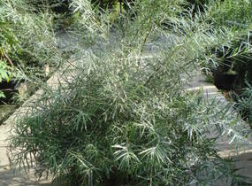 Vrba šedá 'Angustifolia' - Salix elaeagnos 'Angustifolia'