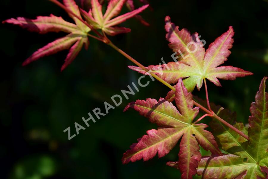 Javor dlanitolistý - Acer palmatum