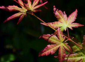 Javor dlanitolistý - Acer palmatum