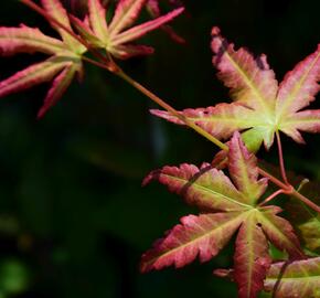 Javor dlanitolistý - Acer palmatum