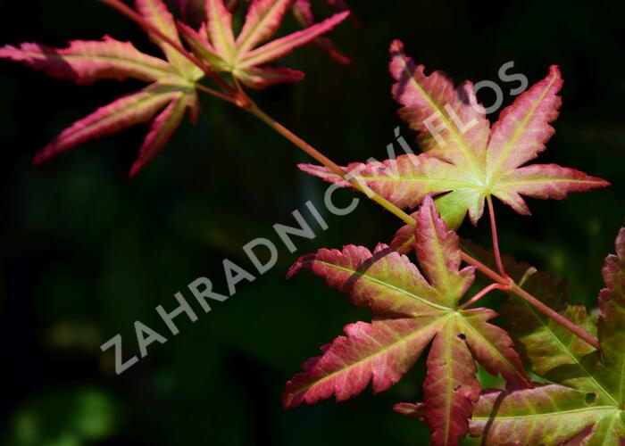 Javor dlanitolistý - Acer palmatum