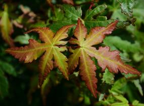Javor dlanitolistý - Acer palmatum