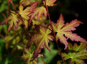 Javor dlanitolistý - Acer palmatum
