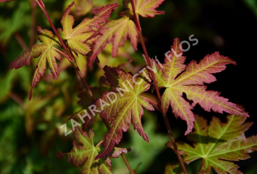 Javor dlanitolistý - Acer palmatum