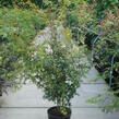 Javor dlanitolistý - Acer palmatum