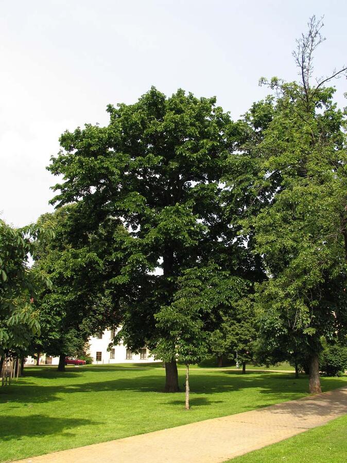 Líska turecká - Corylus colurna