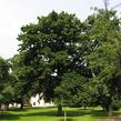 Líska turecká - Corylus colurna