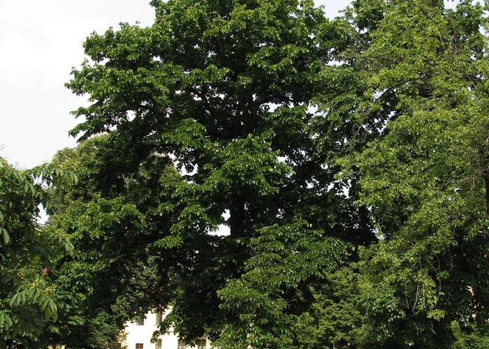 Líska turecká - Corylus colurna