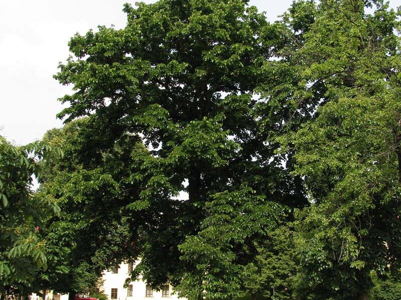 Líska turecká - Corylus colurna