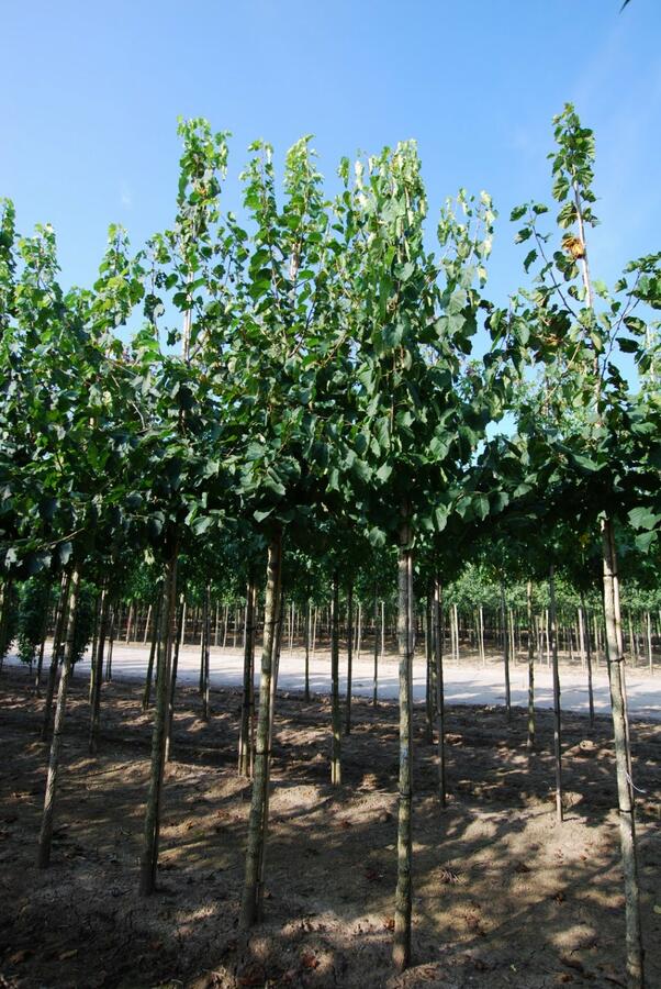 Líska turecká - Corylus colurna