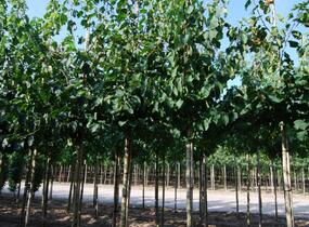 Líska turecká - Corylus colurna