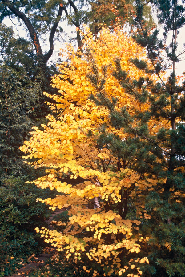 Zmarličník japonský - Cercidiphyllum japonicum