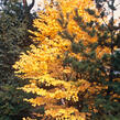 Zmarličník japonský - Cercidiphyllum japonicum