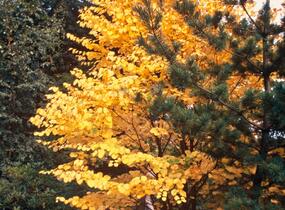 Zmarličník japonský - Cercidiphyllum japonicum
