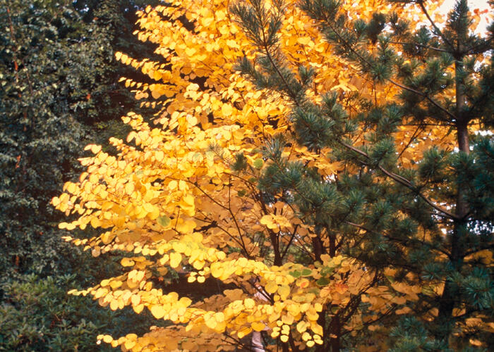 Zmarličník japonský - Cercidiphyllum japonicum
