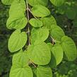 Zmarličník japonský - Cercidiphyllum japonicum