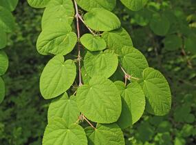 Zmarličník japonský - Cercidiphyllum japonicum