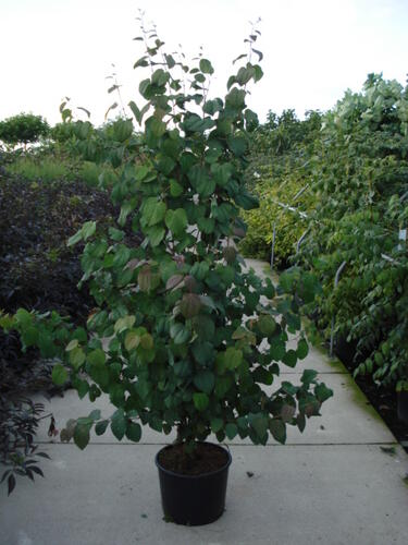 Zmarličník japonský - Cercidiphyllum japonicum