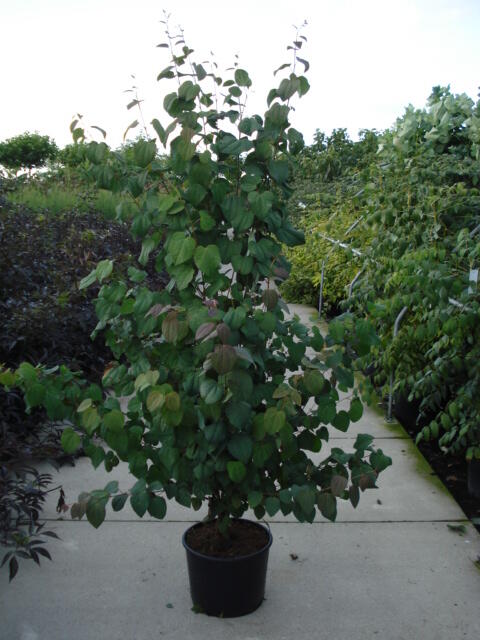 Zmarličník japonský - Cercidiphyllum japonicum