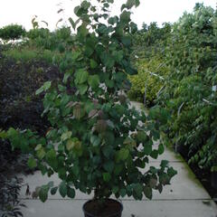 Zmarličník japonský - Cercidiphyllum japonicum