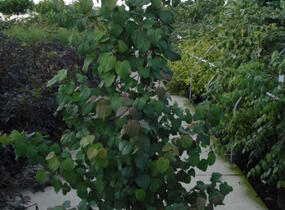 Zmarličník japonský - Cercidiphyllum japonicum