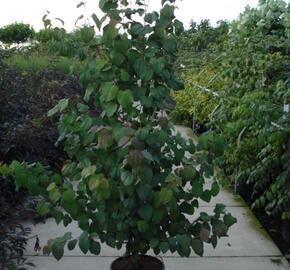 Zmarličník japonský - Cercidiphyllum japonicum