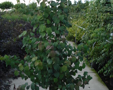 Zmarličník japonský