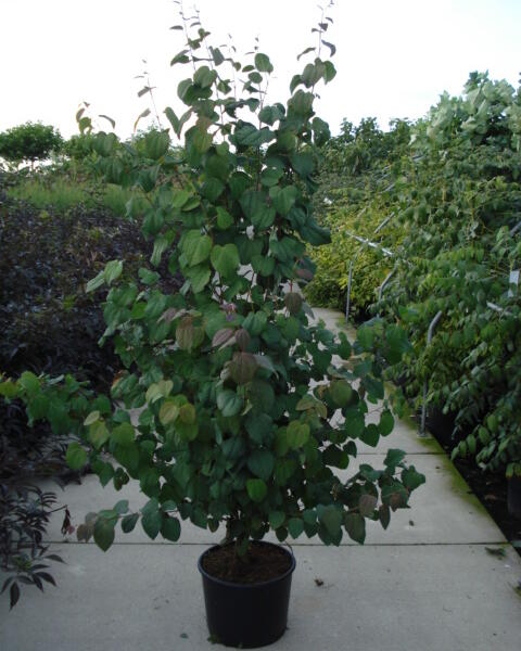 Zmarličník japonský - Cercidiphyllum japonicum