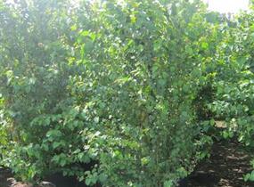 Zmarličník japonský - Cercidiphyllum japonicum