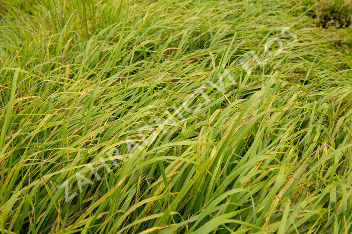 Kostřava obrovská - Festuca gigantea