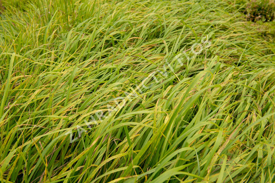 Kostřava obrovská - Festuca gigantea