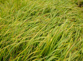 Kostřava obrovská - Festuca gigantea