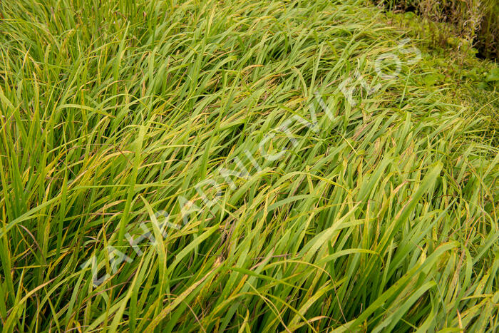 Kostřava obrovská - Festuca gigantea