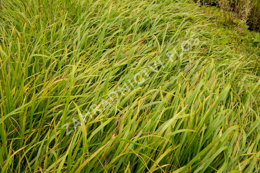 Kostřava obrovská - Festuca gigantea