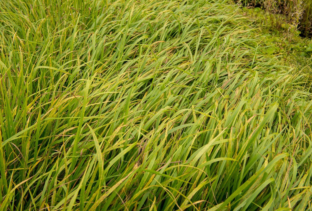 Kostřava obrovská - Festuca gigantea