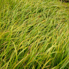 Kostřava obrovská - Festuca gigantea